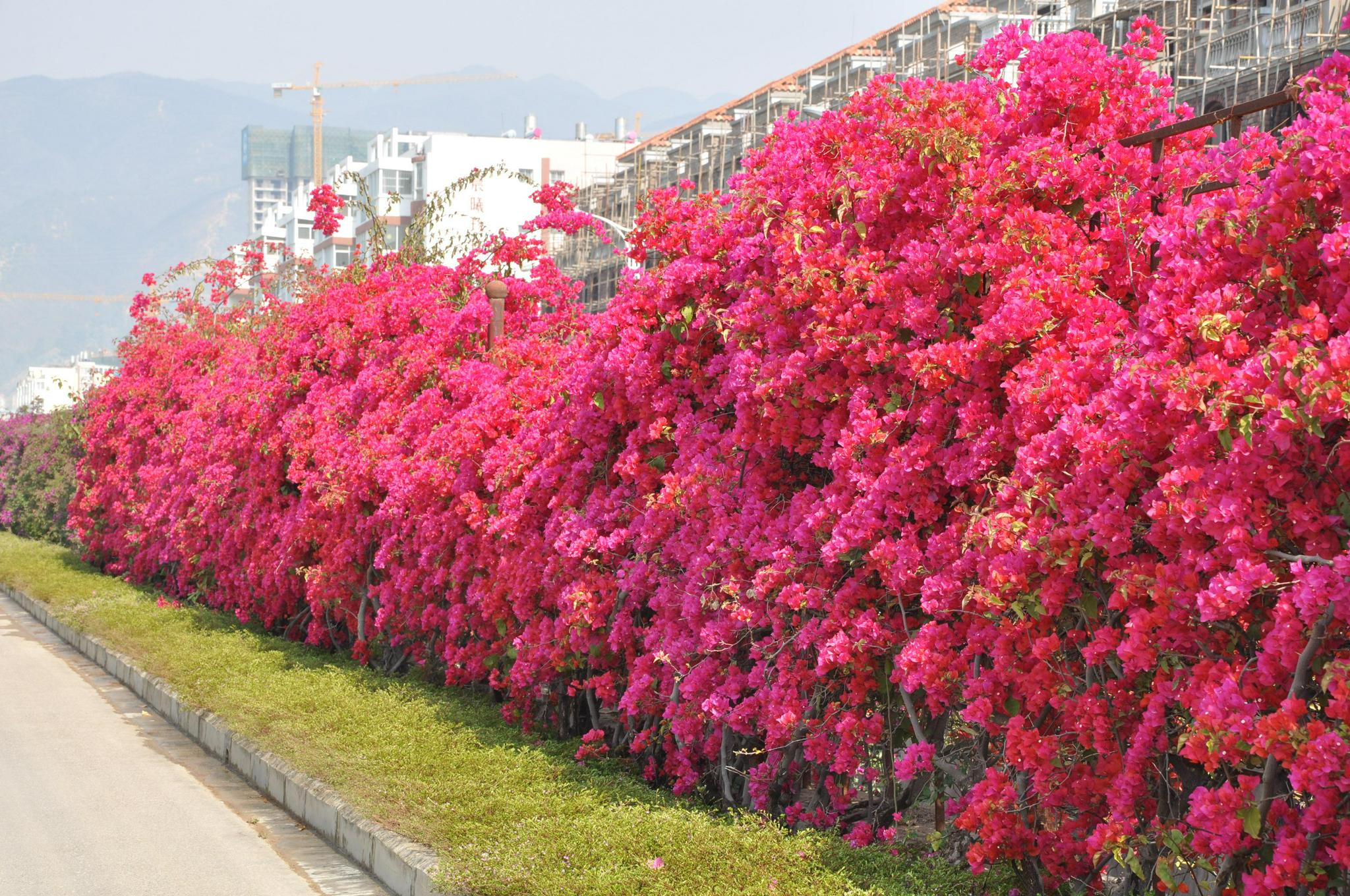 绿化带里的"宝藏"花,花了大笔钱,丢在路边,一点也不起眼|南方|绿化带