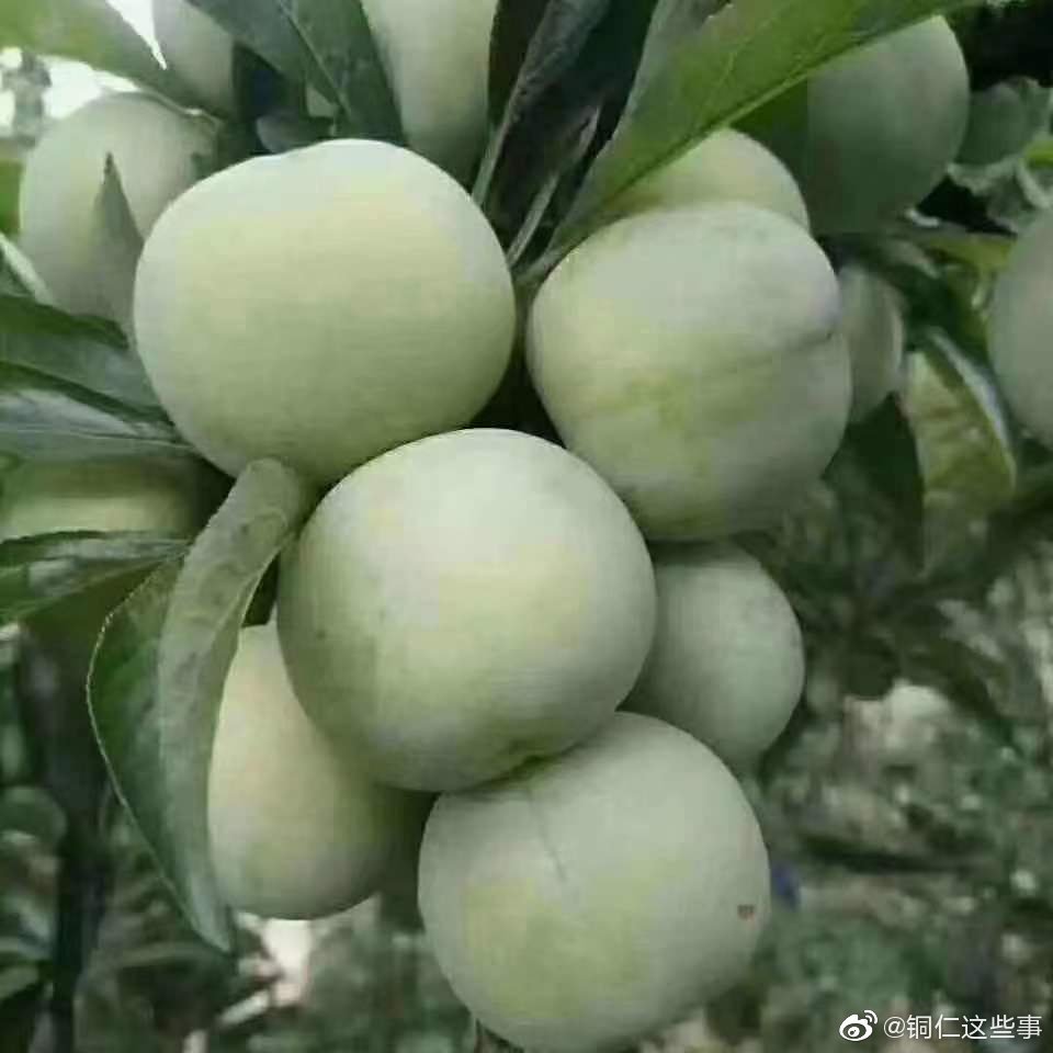 沿河县沙子空心李上市了需要的私信我