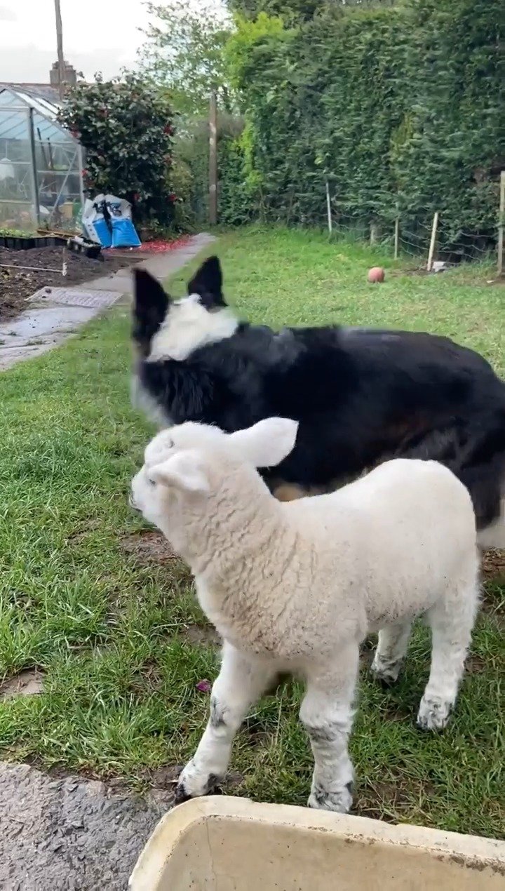 边牧和羊成了好朋友!