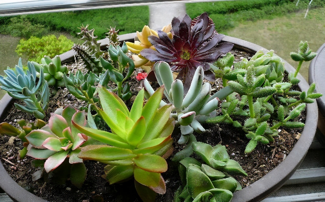 夏天养几种耐热多肉不怕酷暑不用休眠想养死都难