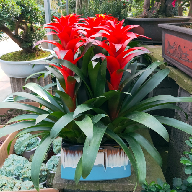 新入手的鸿运当头