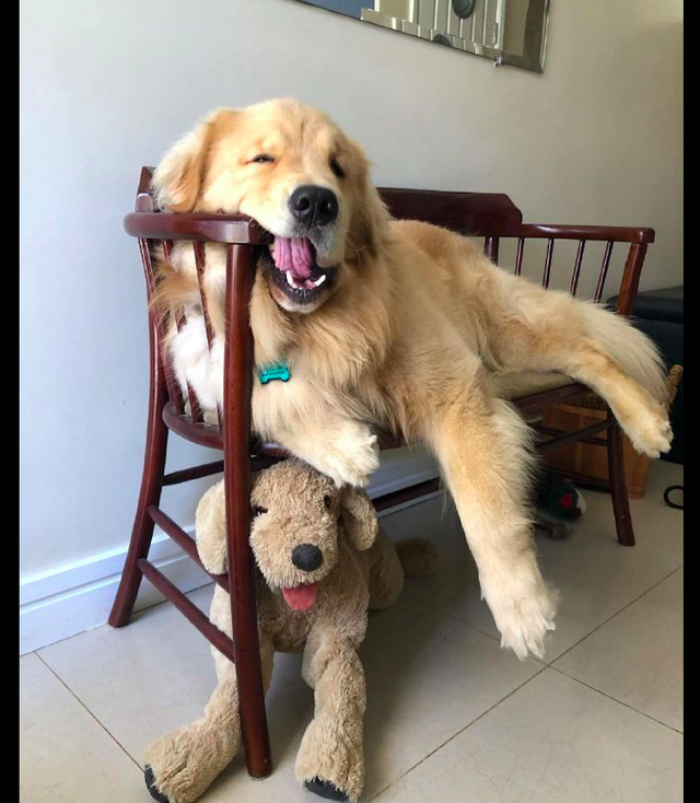 金毛总是喜欢咬家里的家具,不知道咬坏多少了,狗:证明我牙口好