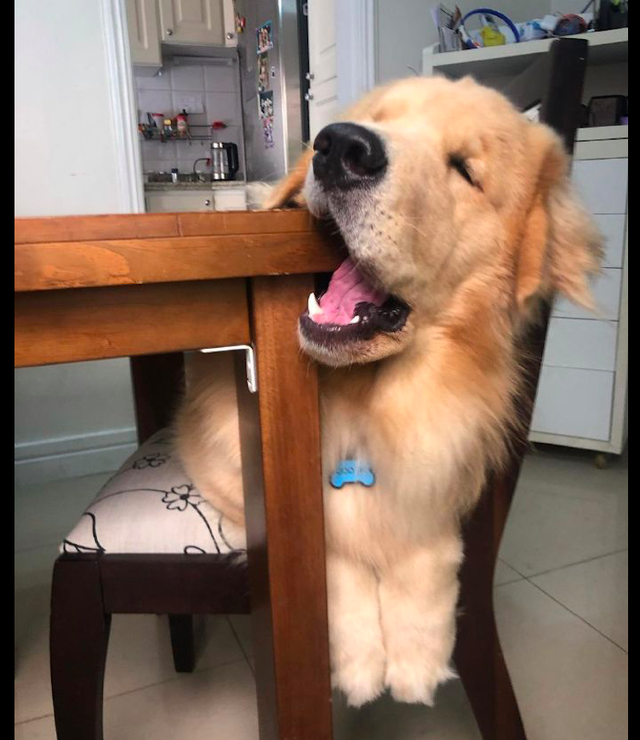 金毛总是喜欢咬家里的家具,不知道咬坏多少了,狗:证明我牙口好