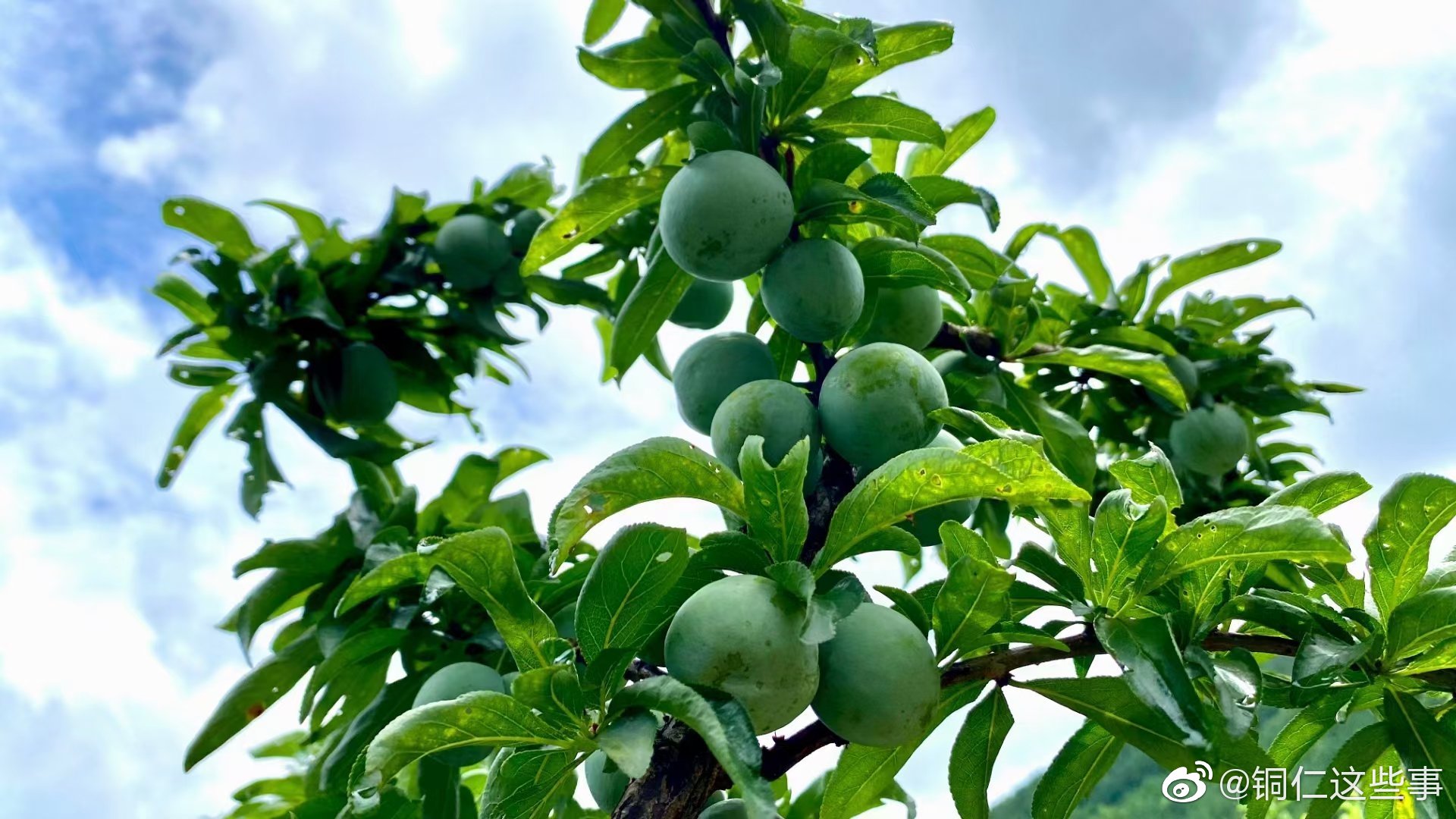 沿河县地标特产沙子空心李成熟了