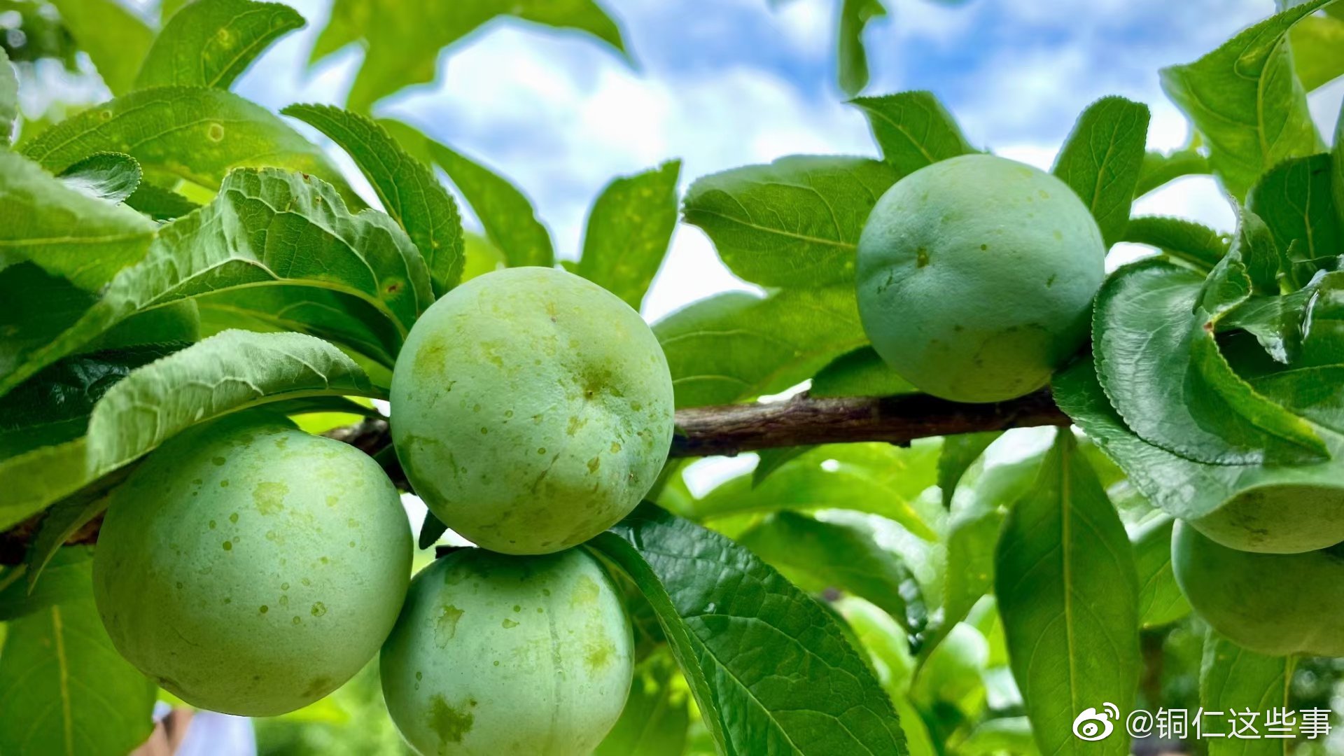 沿河县地标特产沙子空心李成熟了