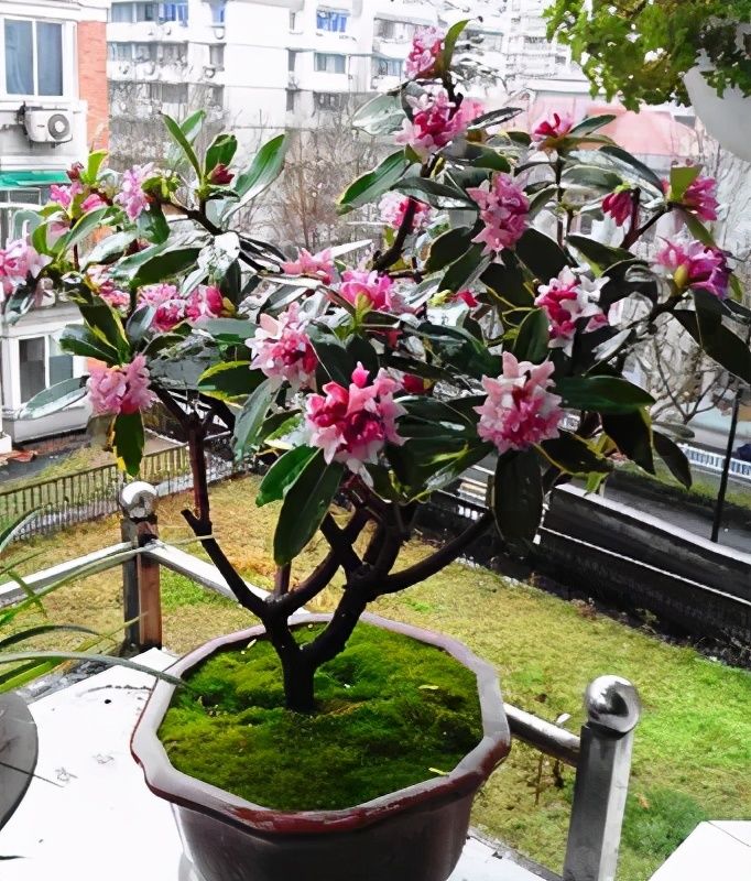 7月以后,3种花别再修剪了,不然延长开花时间亦或没花赏|花芽|金边瑞香