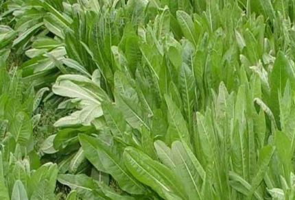 现代药理研究表明,硕参根的有效成分,可抑制尿酸合成过程中酶的作用