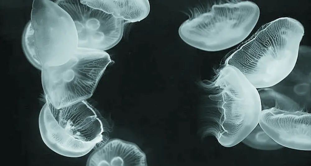 熊猫醉氧,猫头鹰串门,桃花水母现身……它们来都江堰"逛"公园