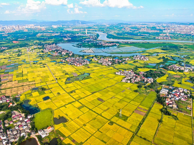 江西吉安夏日沃野田生金