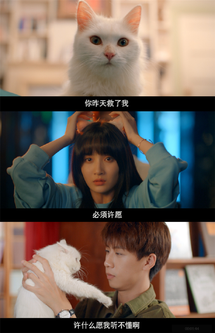 喵请许愿今晚首播狮子猫葛鑫怡来地球向任宥纶报恩啦