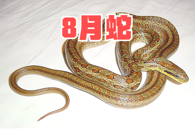 俗语"七月蜂八月蛇,九月黄鳝惹不得",黄鳝为何和蛇一样可怕?