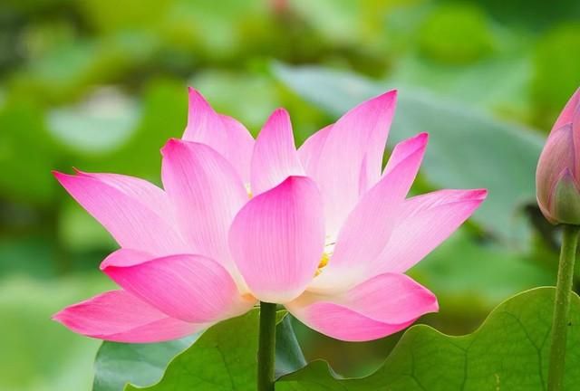 等的象征以荷花的高洁象征和平事业和谐世界的高;1荷花寓意着高洁典