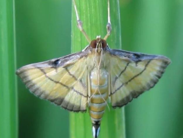 卷叶虫的防治要点看这里!__财经头条