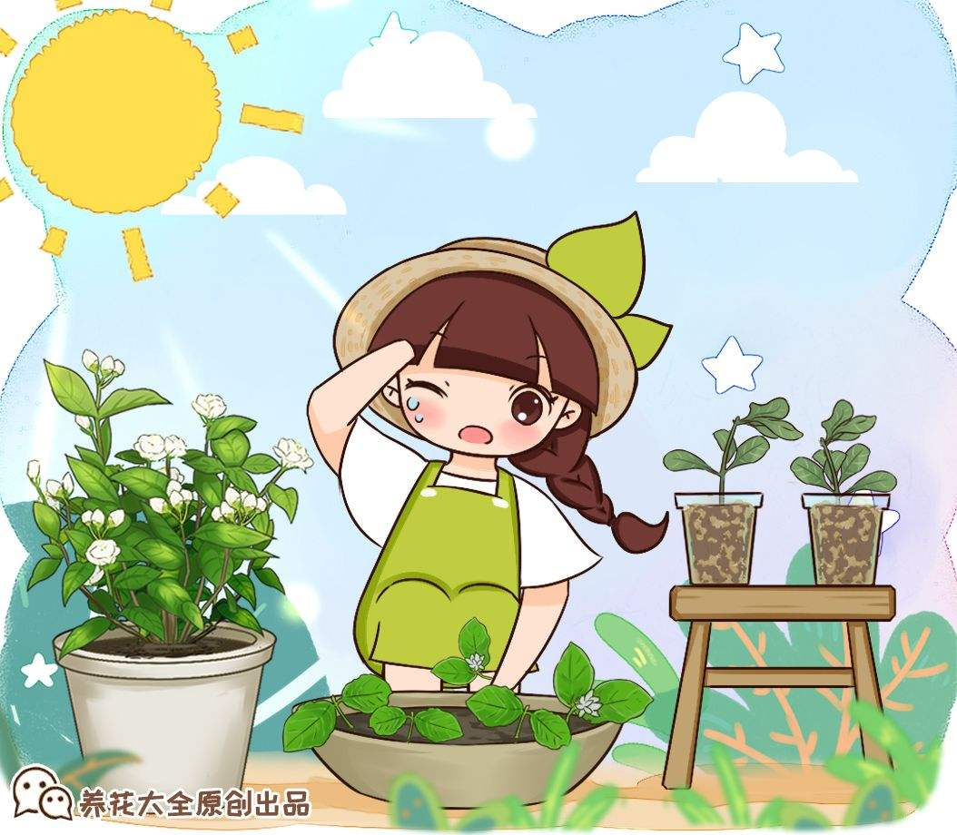 接下来花花就分享一些养护经验给大家,希望各位花友的花卉都能顺利