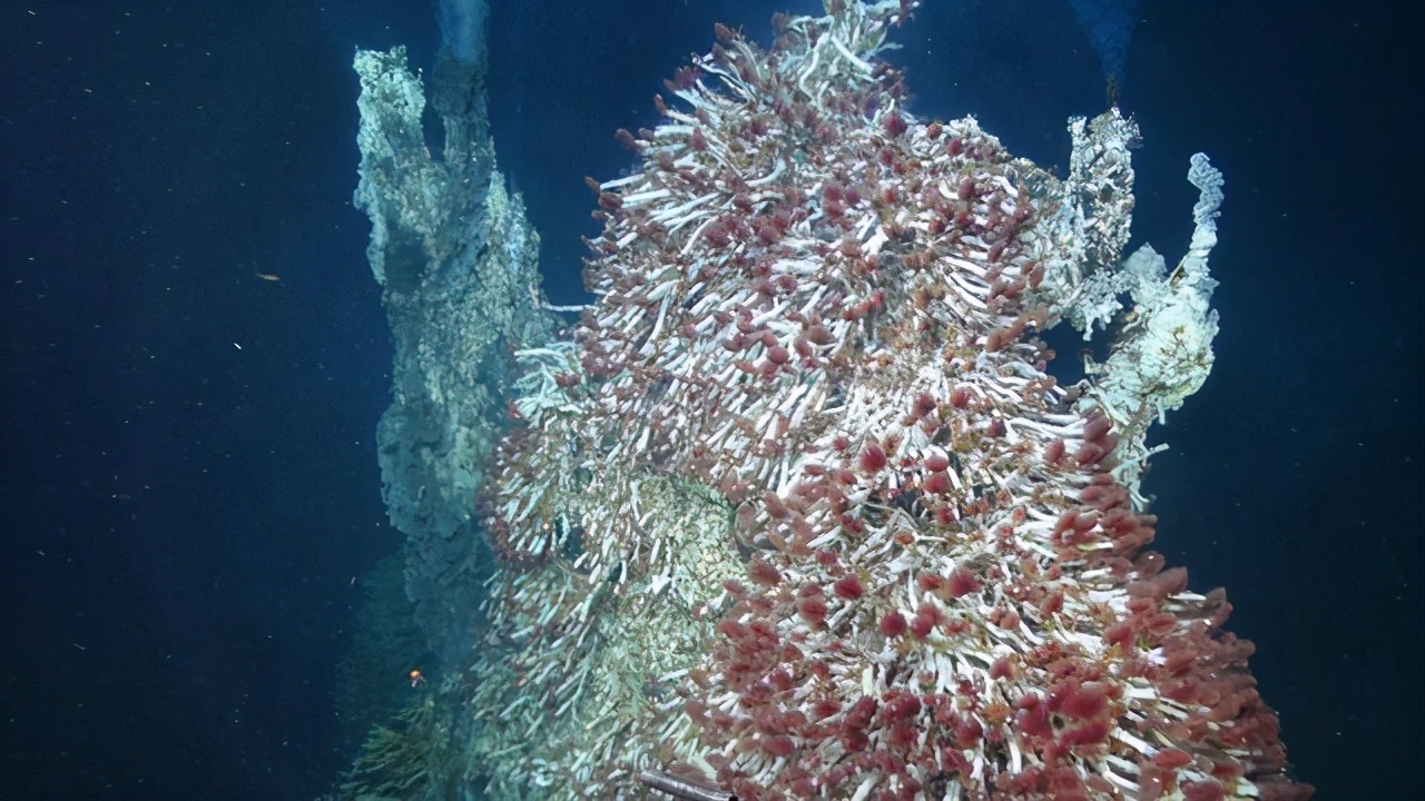 白色火山盲虾生活在海底450热泉旁高压锅能否煮熟