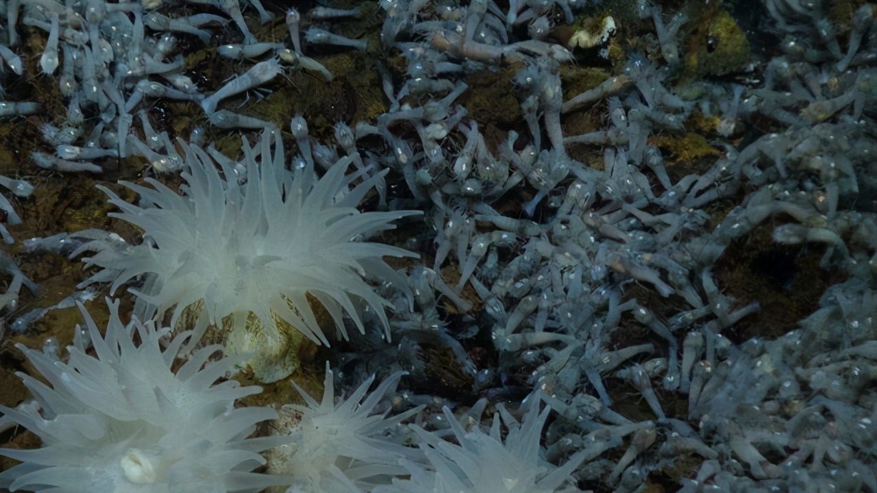 白色火山盲虾生活在海底450热泉旁高压锅能否煮熟