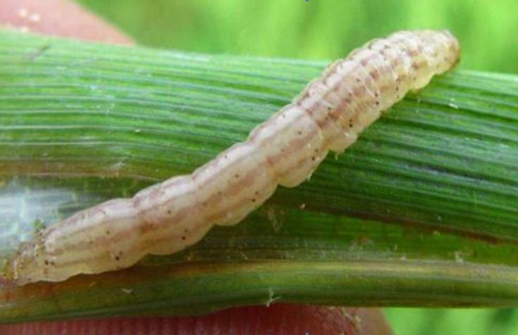 卷叶虫的防治要点看这里!__财经头条