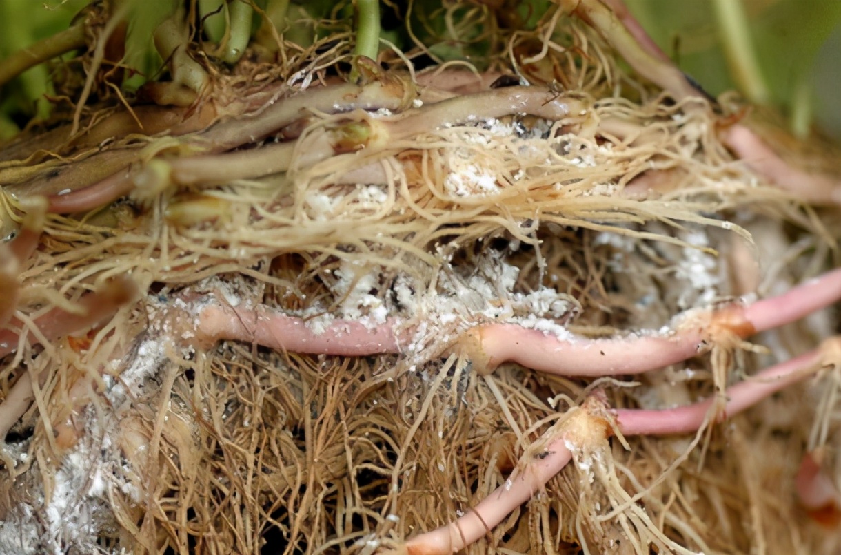 长寿花和多肉容易招"根粉蚧",传染速度非常快,教你