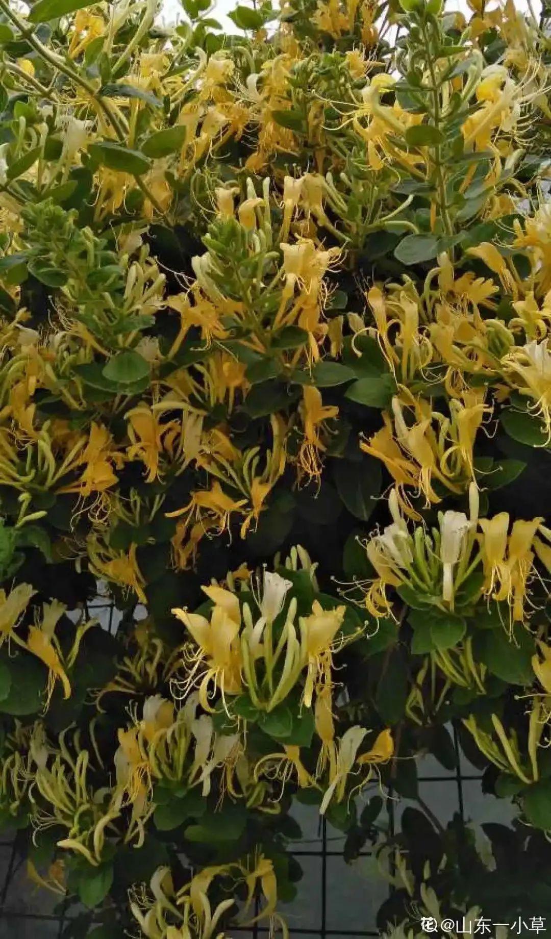 命里带金的花,家里养一盆,大吉大利