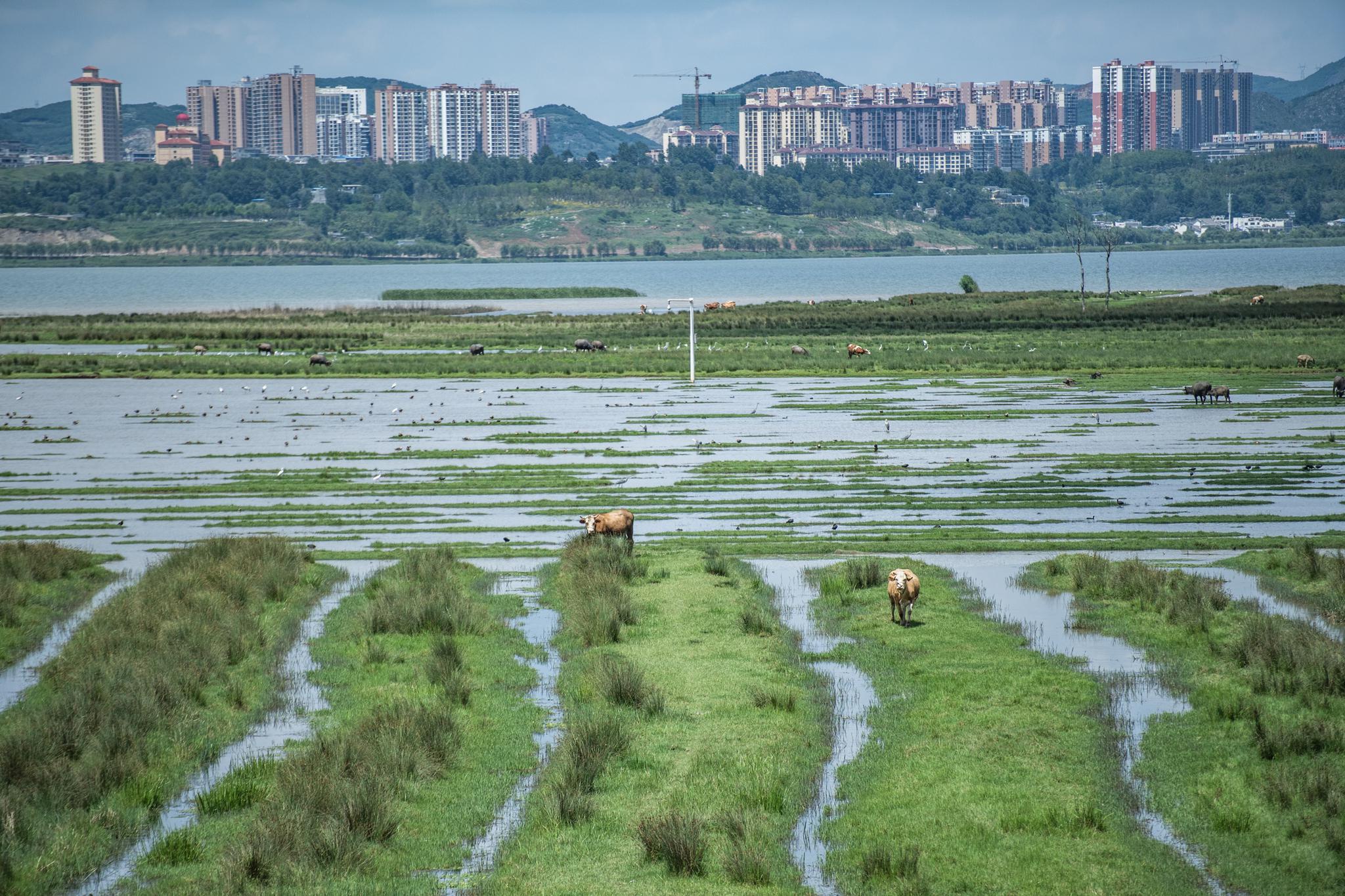 夏日草海景如画