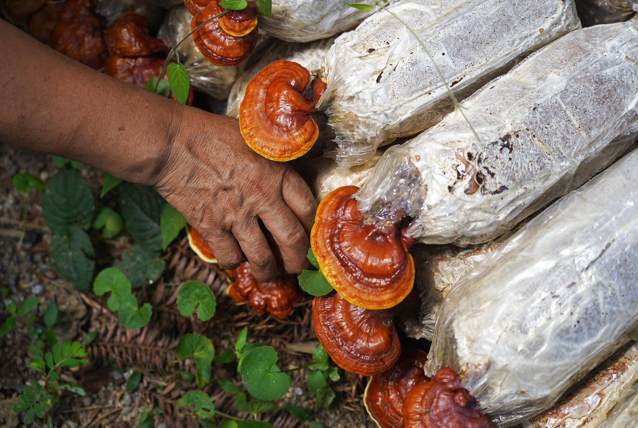 农民在采摘林下种植的灵芝