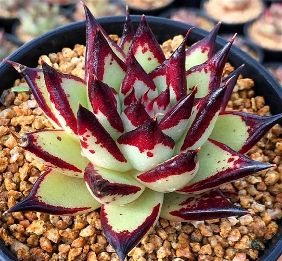 多肉乌木叶片发软怎么解决做好1个字饱满挺拔上色快