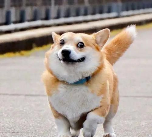 向狗狗示爱的正确方式 怪我之前莽撞了 方法真的太重要了 狗狗 宠物 爱意 新浪新闻