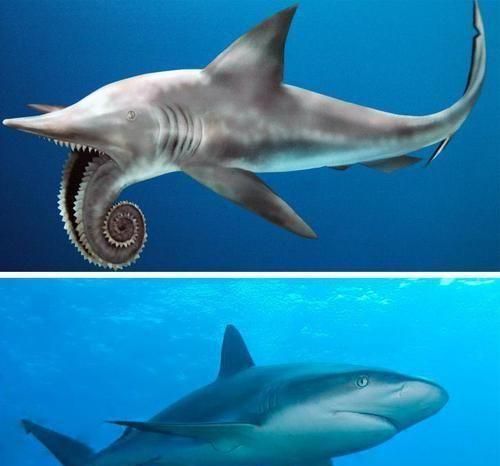 鲨鱼的诡异祖先旋齿鲨的一嘴大牙为何呈螺旋状