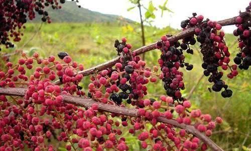 马桑是一种怎样的植物?|云南|马桑|植物_新浪新闻