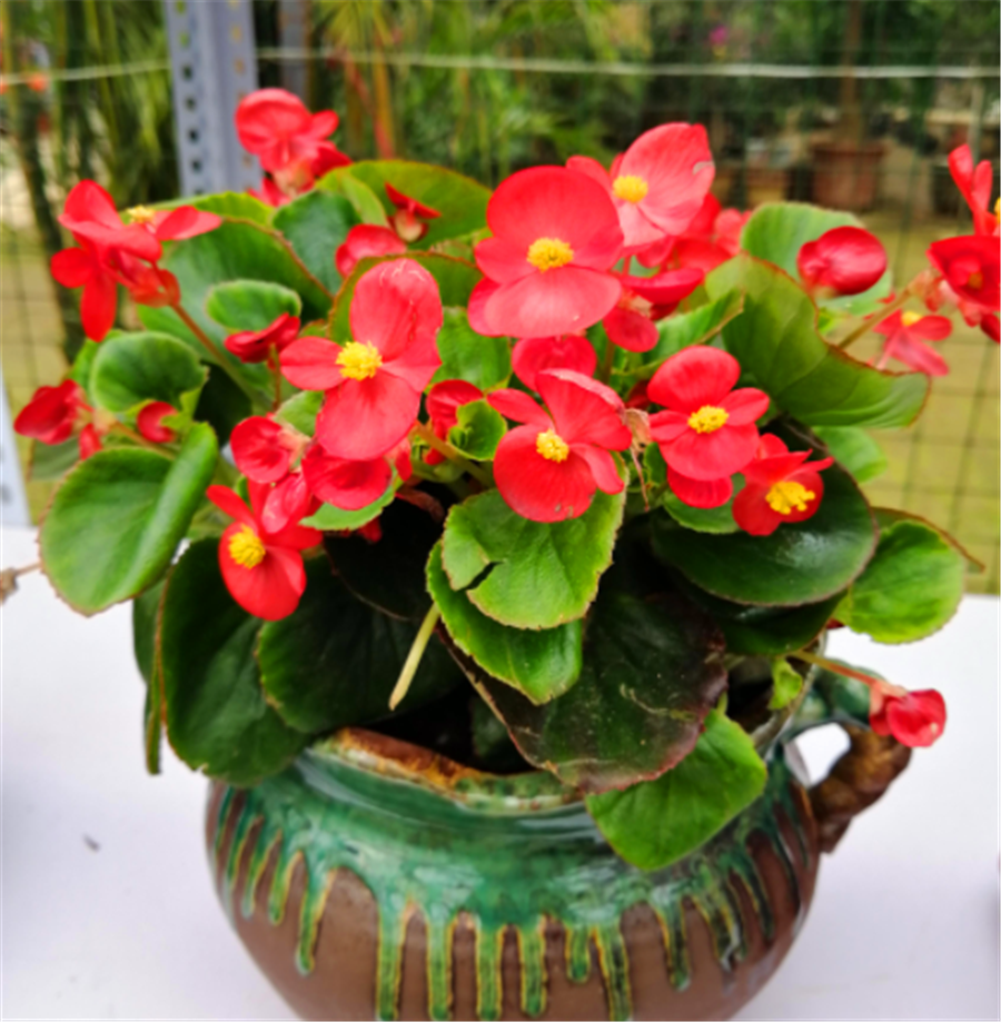 春分后四季海棠开花正当时掌握5个小细节花朵压弯枝头