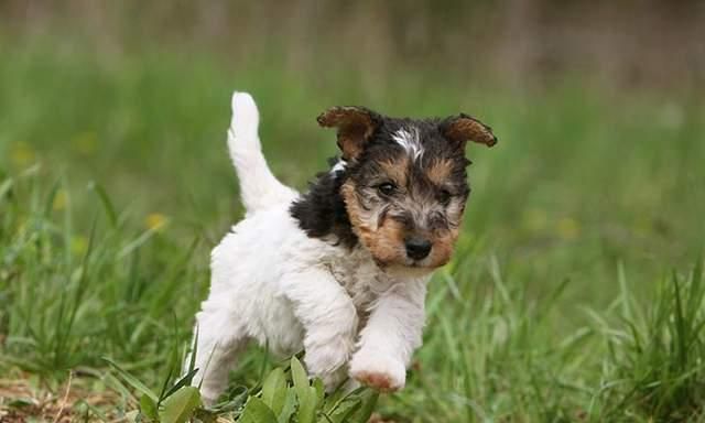 寻根问祖系列90刚毛猎狐梗wirefoxterrier