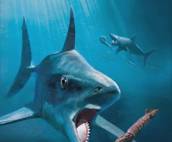 鲨鱼的诡异祖先旋齿鲨的一嘴大牙为何呈螺旋状