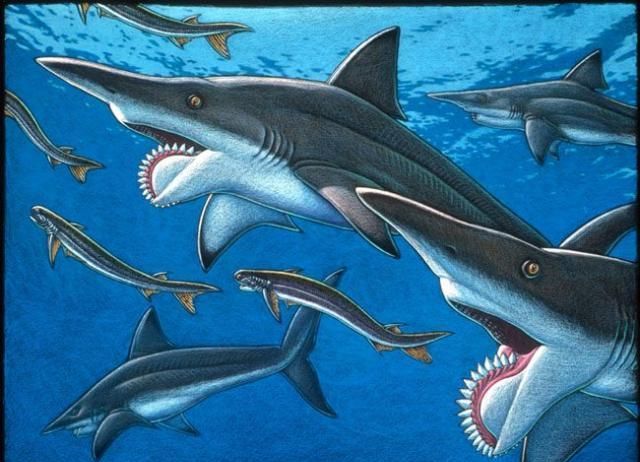 鲨鱼的诡异祖先旋齿鲨的一嘴大牙为何呈螺旋状