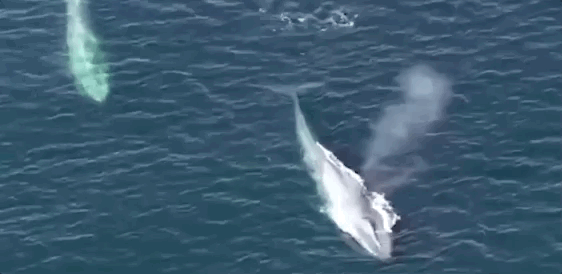 听不到她的哭声,是你的悲哀|座头鲸|虎鲸|鲸鱼_新浪新闻