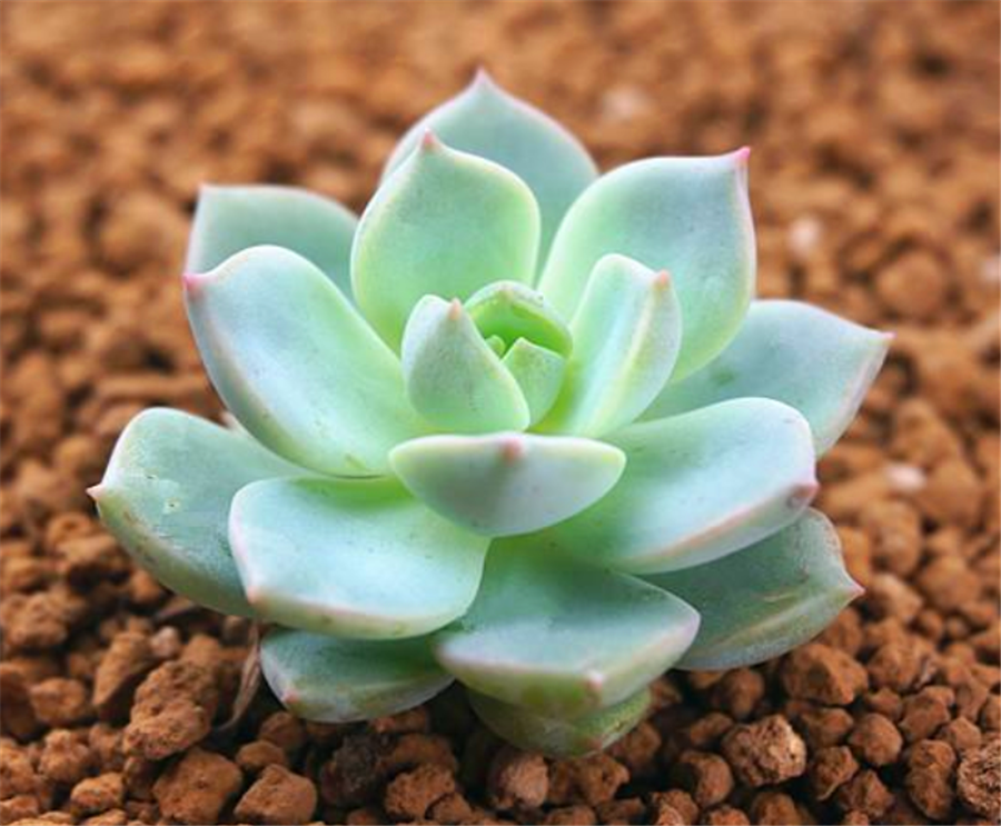 普货多肉中的战斗机白牡丹做好2个点出状态比贵货还漂亮