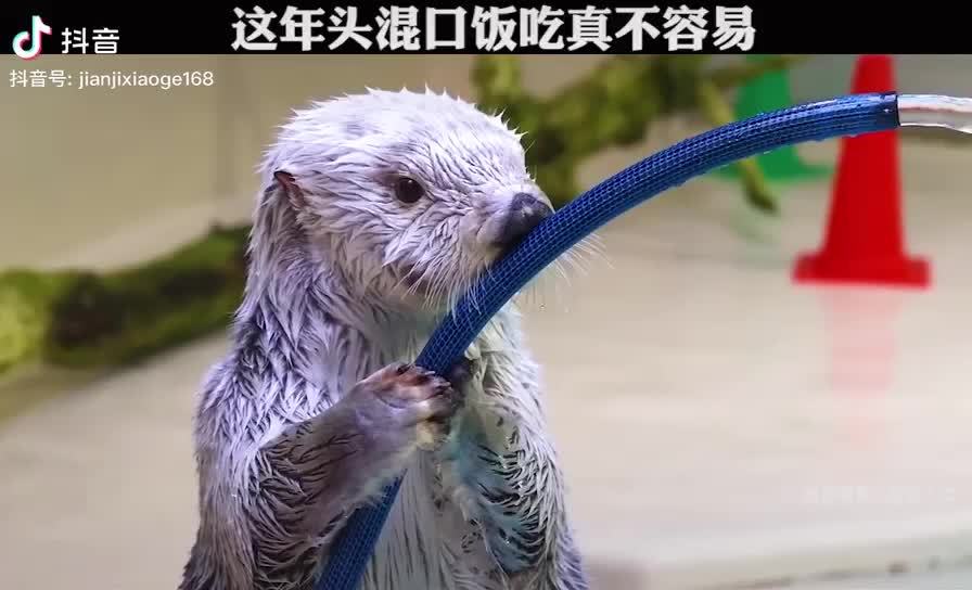 混口饭吃,不容易!