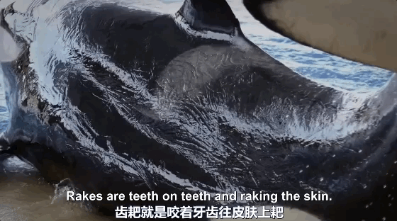 听不到她的哭声,是你的悲哀|座头鲸|虎鲸|鲸鱼_新浪新闻