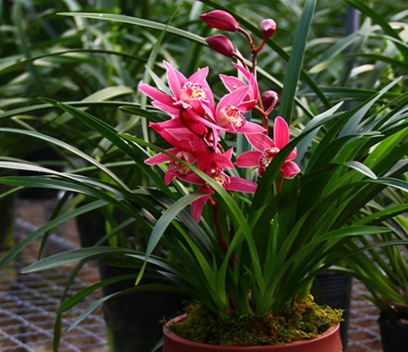 建兰红贵妃夏季盆栽养兰首选一杆能开花10朵以上