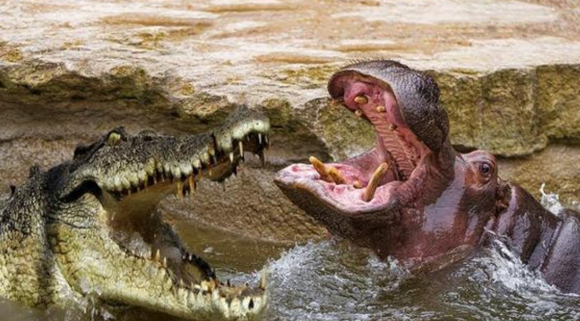 冰凉河水里河泥也是松软的,河马和鳄鱼在这天然浴池里,交谈甚欢