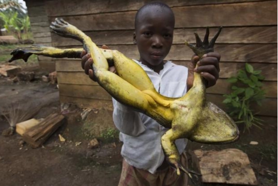 地球上最大的青蛙,体重堪比人类婴儿,还会给后代们筑巢