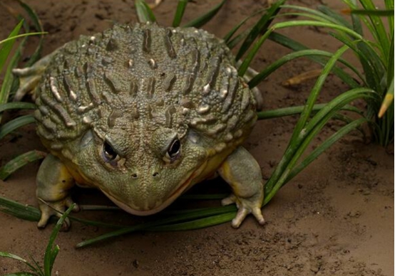 地球上最大的青蛙,体重堪比人类婴儿,还会给后代们筑巢