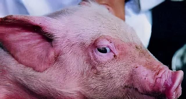 猪水肿病如何治疗?学会了很有用