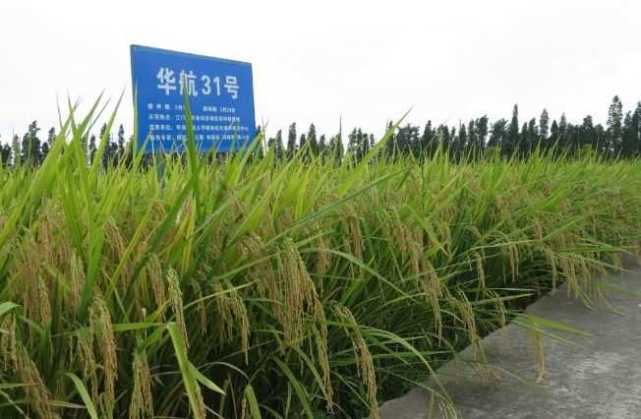 九稻601水稻品种图片