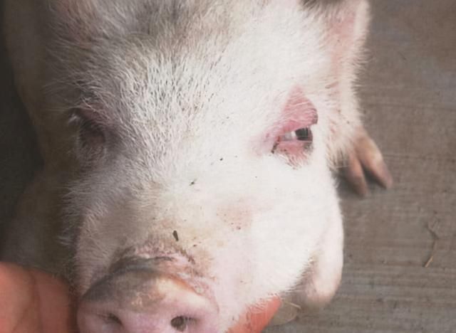 猪水肿病如何治疗?学会了很有用