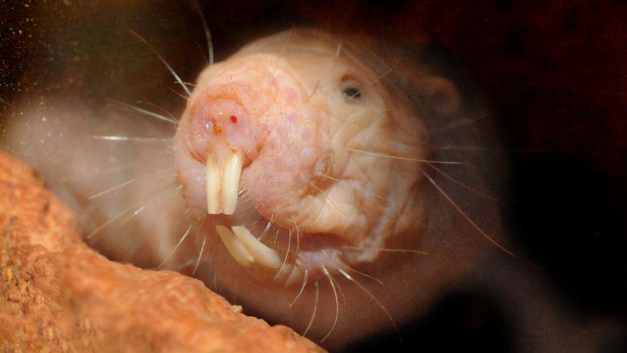 不会患癌不会衰老的裸鼹鼠究竟有多可怕