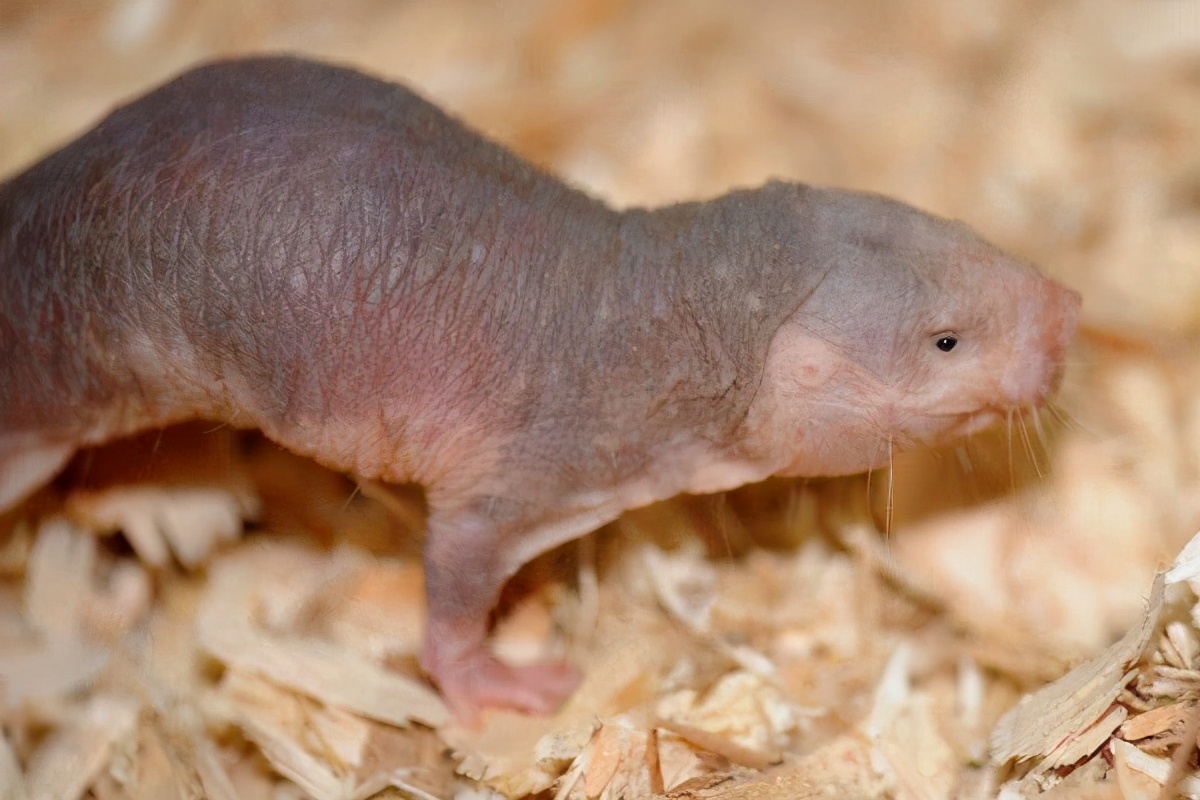 不会患癌不会衰老的裸鼹鼠究竟有多可怕