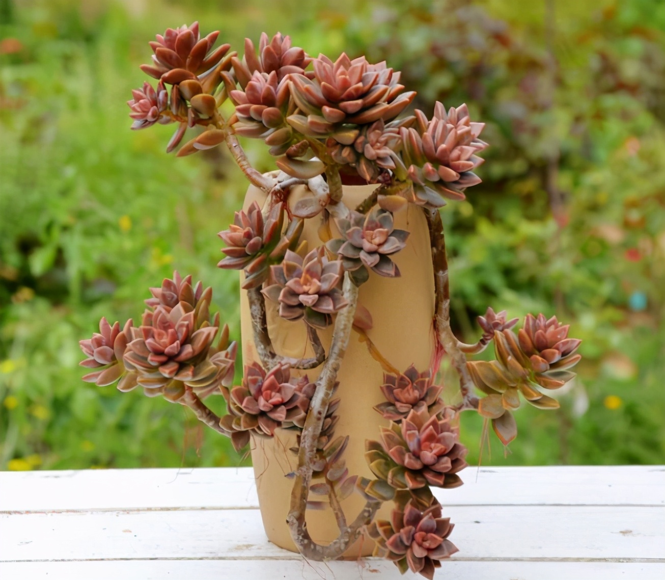 普货姬胧月,价格便宜状态美,掌握养护要点,全年都是紫红色|叶片|紫红