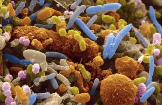 应该也是受到《肘后备急方》的启发,这也意味着,粪菌的功能性作用,从