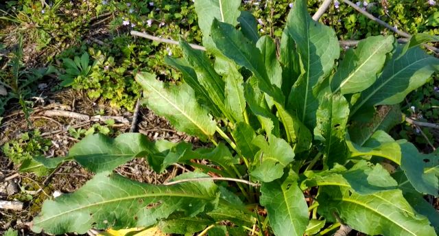俗称野菠菜,农村娃把它当零食吃,殊不知根才是最珍贵的