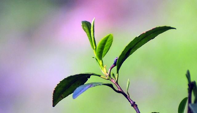 大厦横云巢倾出,豪车检视里程碑.弹冠贺客争酬唱,握手同僚共曲吹.